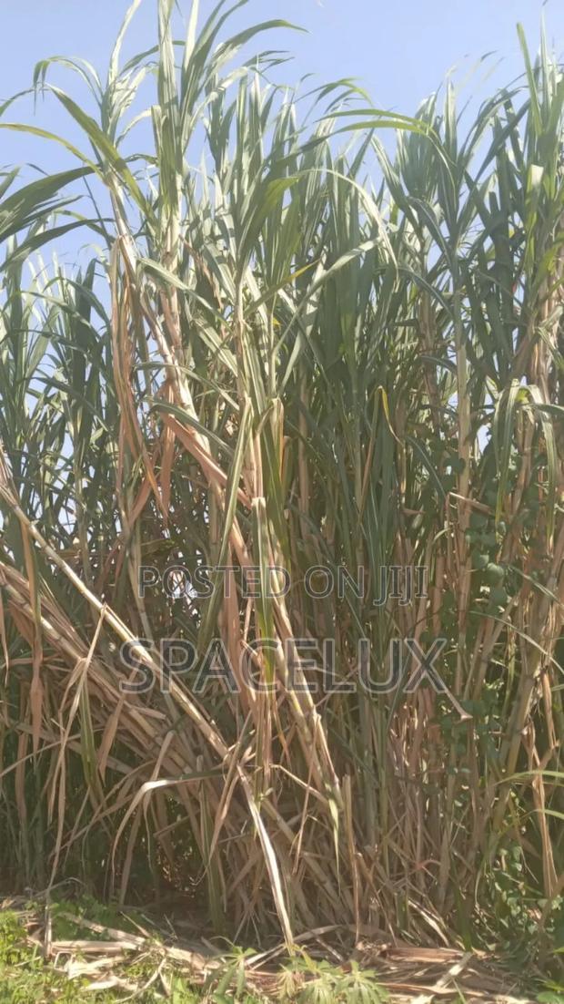 Fertile Farmland Thika 475 Acre