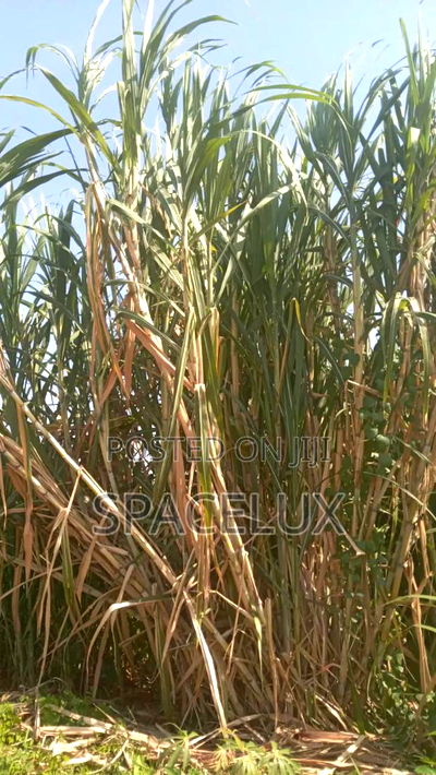 Fertile Farmland Thika 475 Acre - Image 1