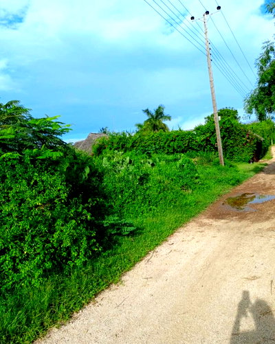 1/2 Acre Plot in Malindi's Casuarina