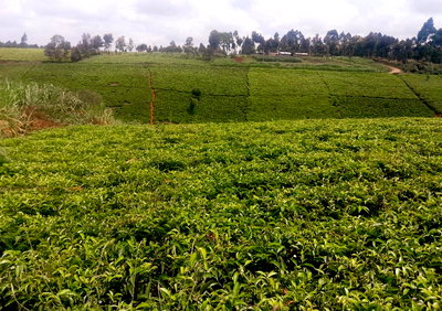 6.5-Acre Land with River Frontage for KSh 130M