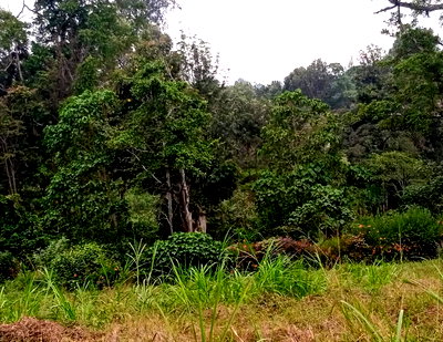 Half Acre Land in Tigoni