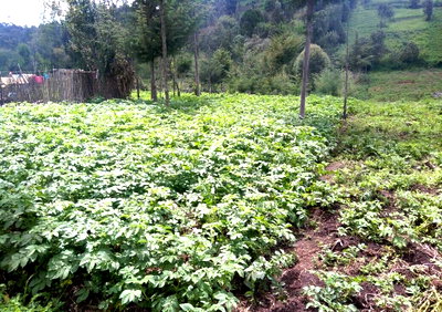 Half Acre Plot at KSh 700K
