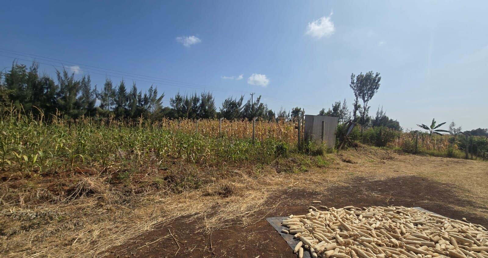 Quarter Acre Plot with Garden
