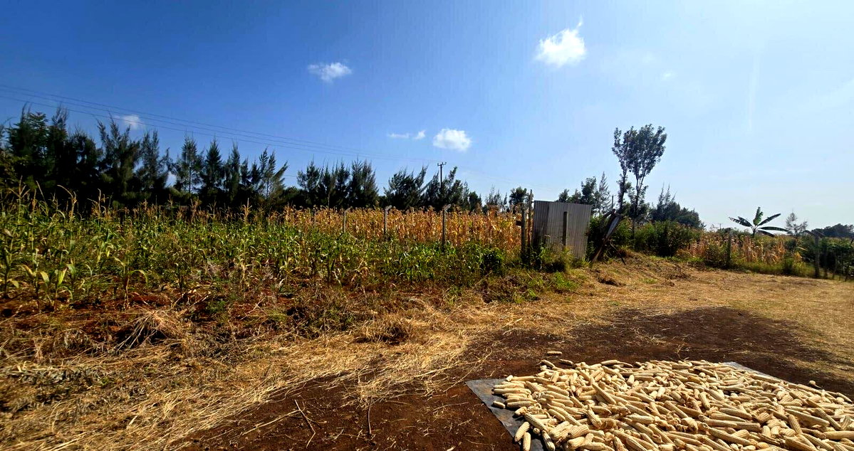 Quarter Acre Plot with Garden