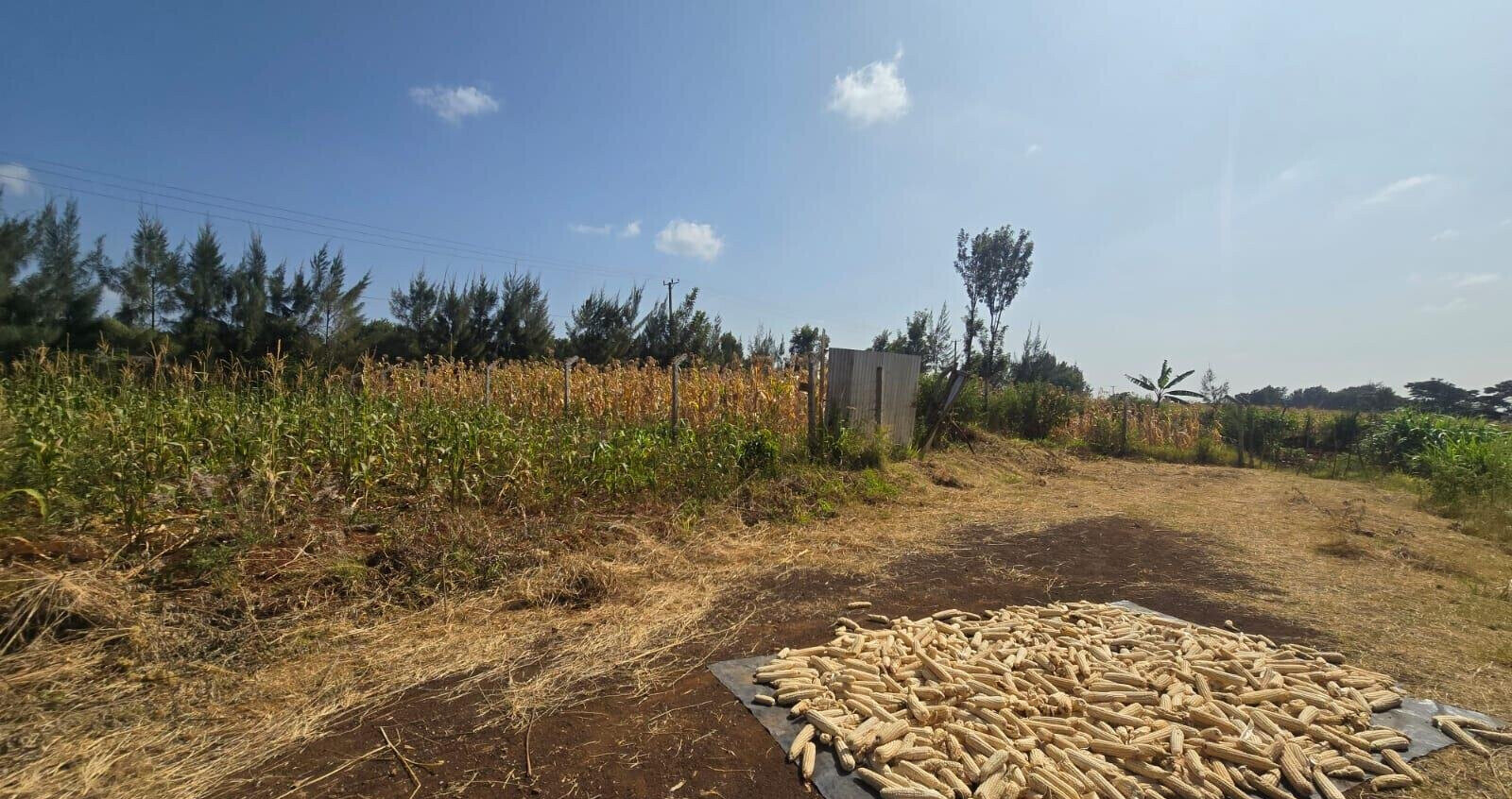 Quarter Acre Plot with Garden