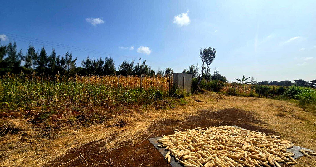 Quarter Acre Plot with Garden