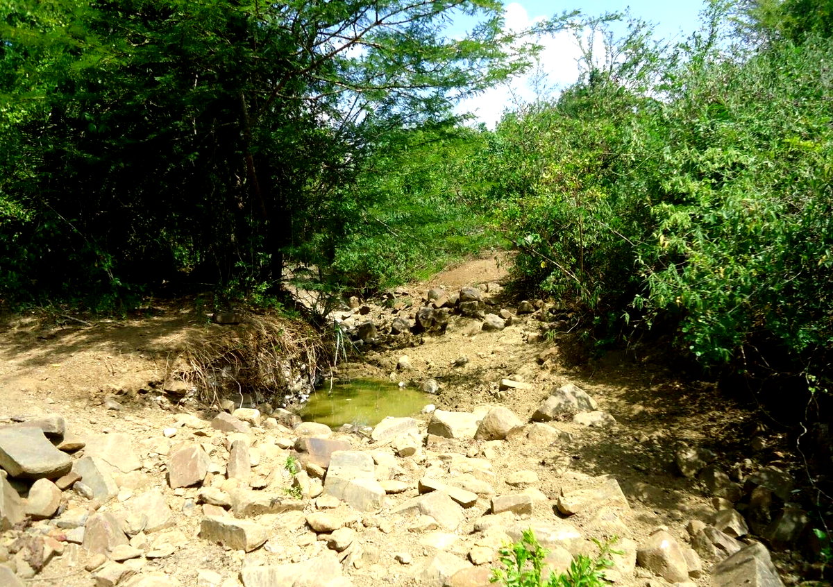 30-Acre Garden Land in Bamburi