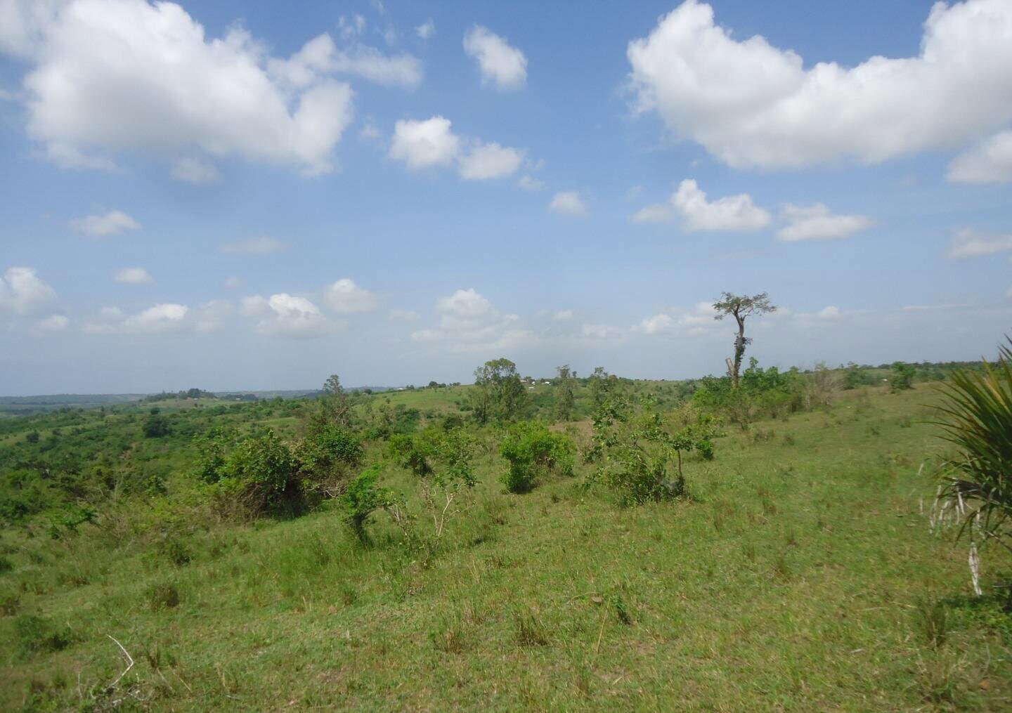 30-Acre Garden Land in Bamburi