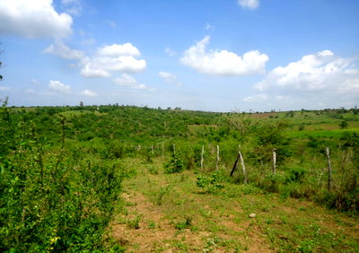 30-Acre Garden Land in Bamburi