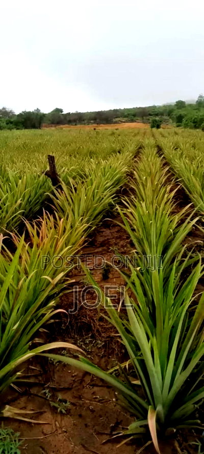 Malindi 45 Acres Ready Title Deed - Image 1