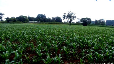 10-Acre Land in Nazareth, Tigoni