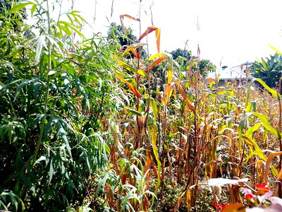 50x100 Plot at Ndumberi - Image 2