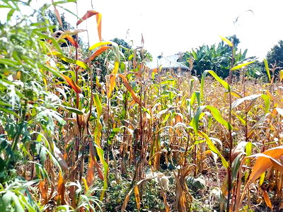 50x100 Plot at Ndumberi - Image 4