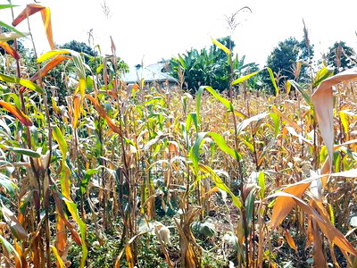 50x100 Plot at Ndumberi - Image 5