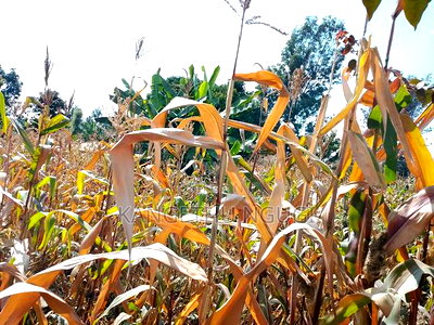 50x100 Plot at Ndumberi - Image 3