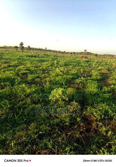 31 Ekali Katika Eneo La Imbirikani - Image 1