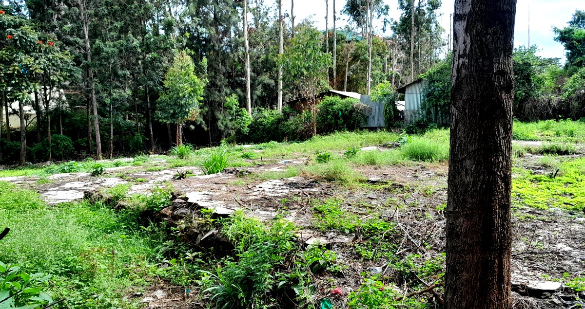 Garden Oasis on 1/4 Acre