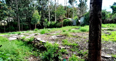 Garden Oasis on 1/4 Acre