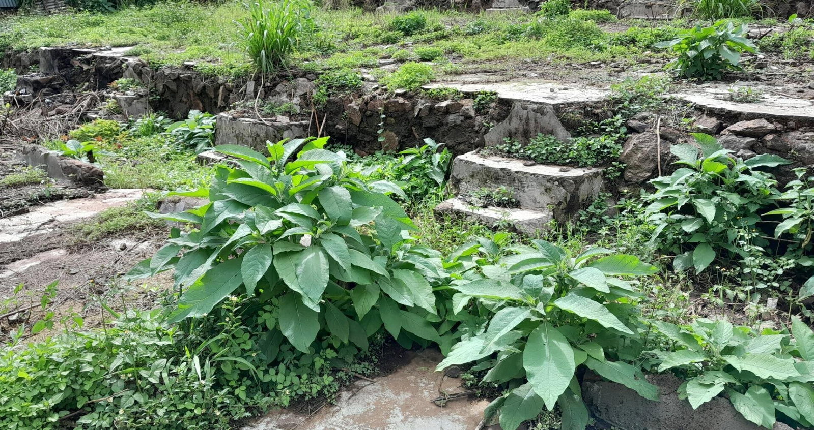 Garden Oasis on 1/4 Acre