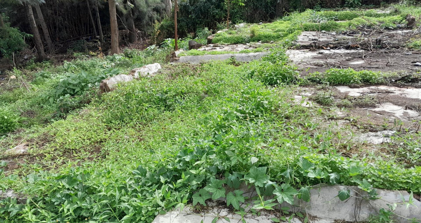 Garden Oasis on 1/4 Acre