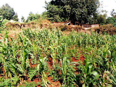 Prime 0.05 Ha Commercial Plot for Sale in Kikuyu Town. - Image 6