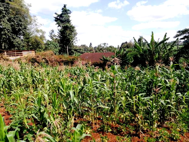 Prime 0.05 Ha Commercial Plot for Sale in Kikuyu Town.