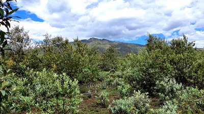 Charming Block of 112 Acres Naivasha Kedong - Image 10