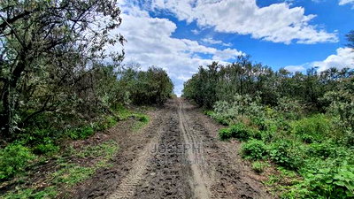 Charming Block of 112 Acres Naivasha Kedong - Image 3