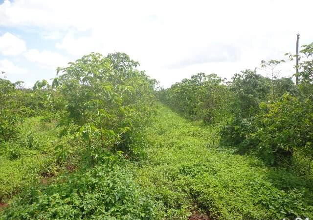 KSh 14.5M Acre Plot