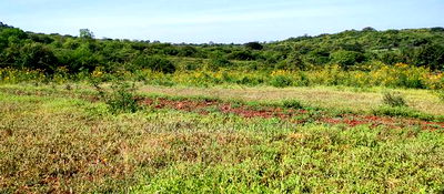 Embu , Mariari 5.8 Acres Agricultural Farmland With River - Image 9