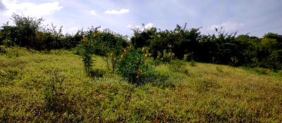 Embu , Mariari 5.8 Acres Agricultural Farmland With River - Image 13
