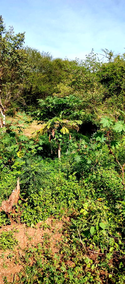 Embu , Mariari 5.8 Acres Agricultural Farmland With River - Image 7