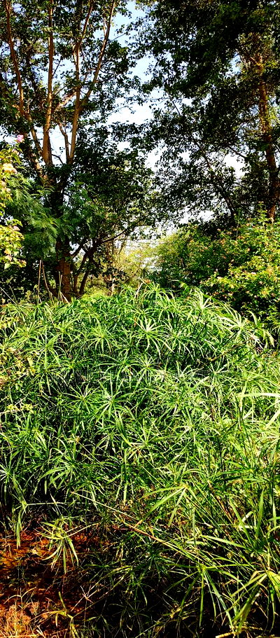 Embu , Mariari 5.8 Acres Agricultural Farmland With River - Image 6