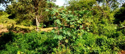 Embu , Mariari 5.8 Acres Agricultural Farmland With River - Image 3