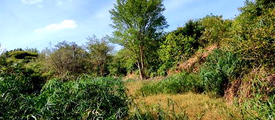 Embu , Mariari 5.8 Acres Agricultural Farmland With River - Image 2