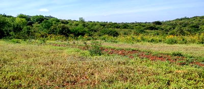 Embu , Mariari 5.8 Acres Agricultural Farmland With River - Image 12