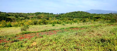 Embu , Mariari 5.8 Acres Agricultural Farmland With River - Image 17