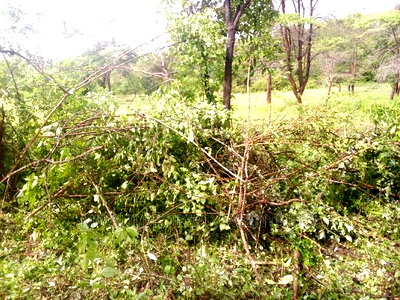 90 Acre Quick Sale Ikutha - Image 2