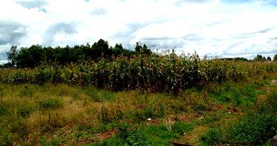 1/4 Acre Annexe Estate Plot