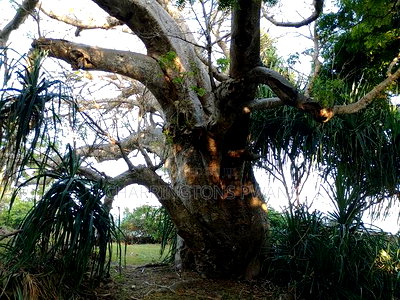 4.5-Acre Prime Beachfront Plot - Diani CBD | EUR1.6 Million - Image 3