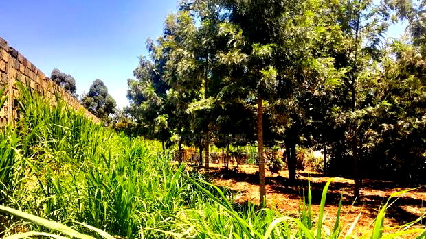 Plots for Sale in Kikuyu Thamanda Waiyaki Way