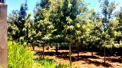 Plots for Sale in Kikuyu Thamanda Waiyaki Way - Image 4