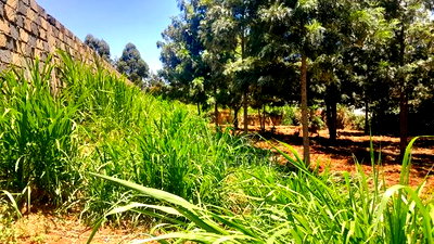 Plots for Sale in Kikuyu Thamanda Waiyaki Way - Image 6