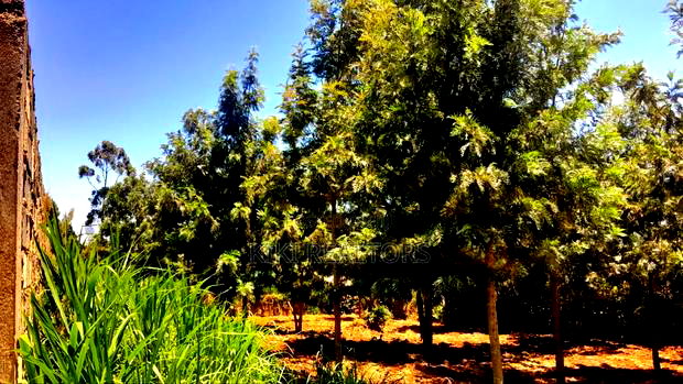 Plots for Sale in Kikuyu Thamanda Waiyaki Way