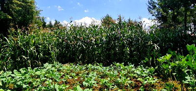 5bdrm Bungalow in Kapseret for sale - Image 7