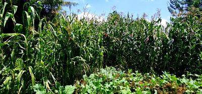 5bdrm Bungalow in Kapseret for sale - Image 6