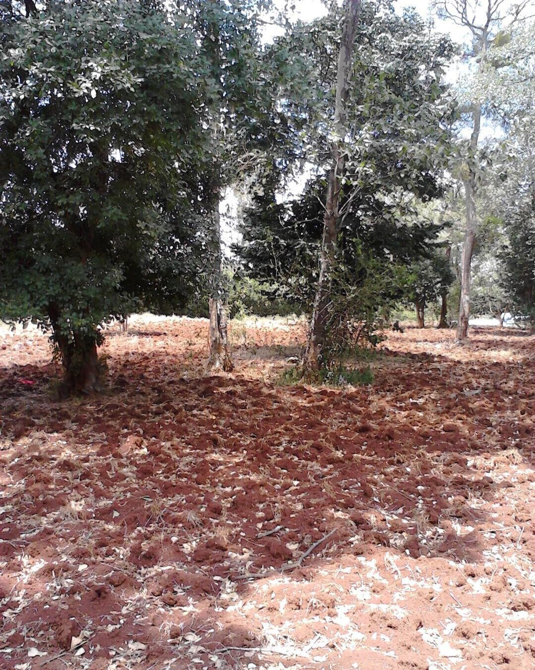 1.5 Acre Westlands Plot with Garden
