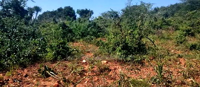Embu County, Mutuobare 1.5 Acres Near Tarmac at Kes - Image 6
