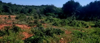 Embu County, Mutuobare 1.5 Acres Near Tarmac at Kes - Image 9