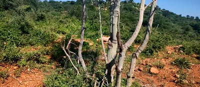 Embu County, Mutuobare 1.5 Acres Near Tarmac at Kes - Image 15